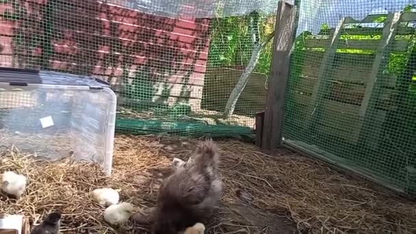 Poulets et poulets dans une cour privée à Apsheronsk — Video