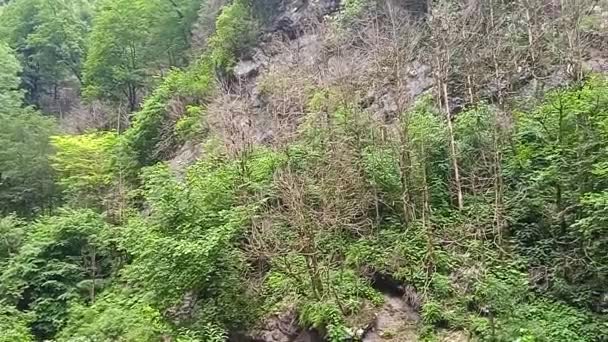 La nature des gorges de Guam dans le district d'Apsheron de la région de Krasnodar — Video