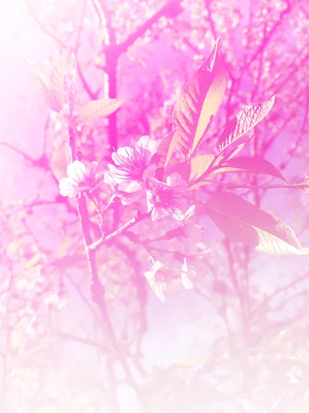 Ροζ άνθη κερασιάς — Φωτογραφία Αρχείου