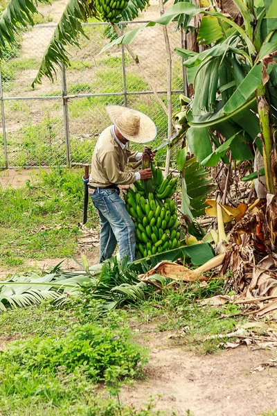 Farmers harvesting on a banana plantation