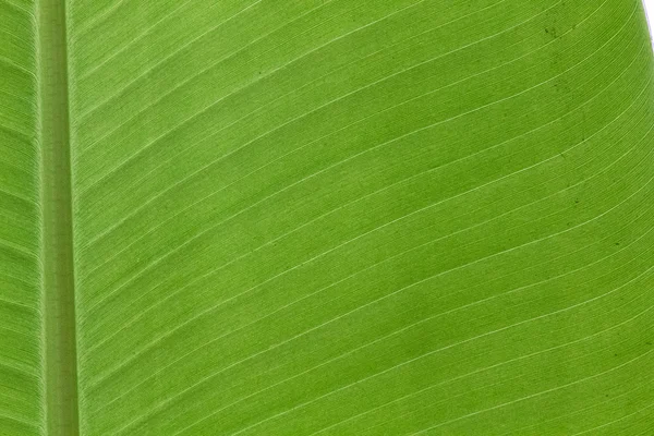 Banana lämna bakgrund — Stockfoto