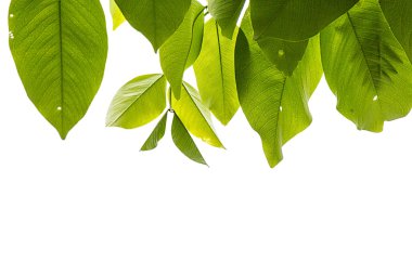 Yeşil bırakın çerçeve