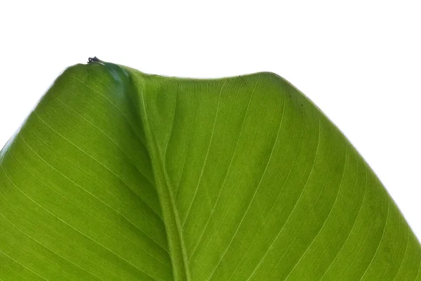 Detalj grönt blad banan — Stockfoto