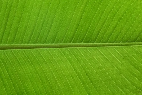 Detail Green leaf banana — Stock Photo, Image