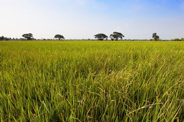 alan pirinç ve büyük ağaç
