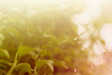 sabah taze renkli arka plan bitki örtüsü ile