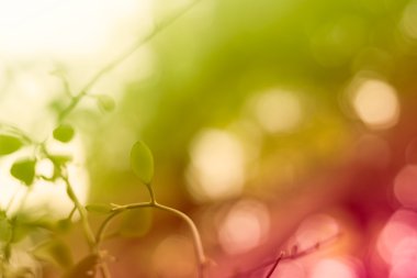 renkli arka plan bitki örtüsü ile