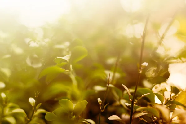 Morning fresh background with foliage — Stock Photo, Image