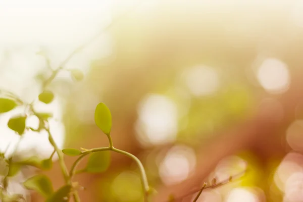 Morning fresh colourful background with foliage — Stock Photo, Image