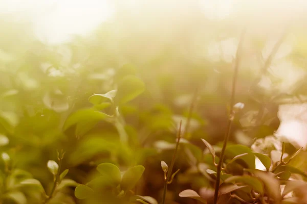 Morning fresh colourful background with foliage — Stock Photo, Image