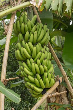 Ormanda olgunlaşmamış muzlar, yaklaşın.