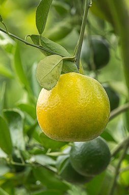 Bir ağaç dalı üzerinde olgunlaşmamış portakal