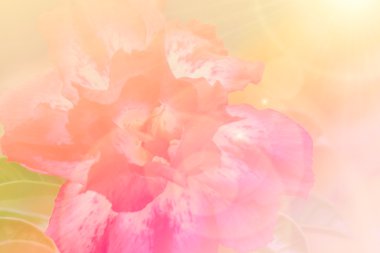 Adenium obesum ağacı, pembe çiçek, çöl gülü