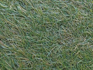 Ayrıntı Plastik çim 