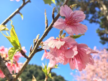Pembe kiraz çiçeği. 
