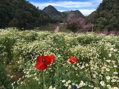 Çiçekli dağ manzarası