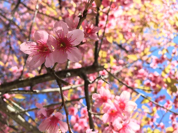 Pembe kiraz çiçeği. — Stok fotoğraf