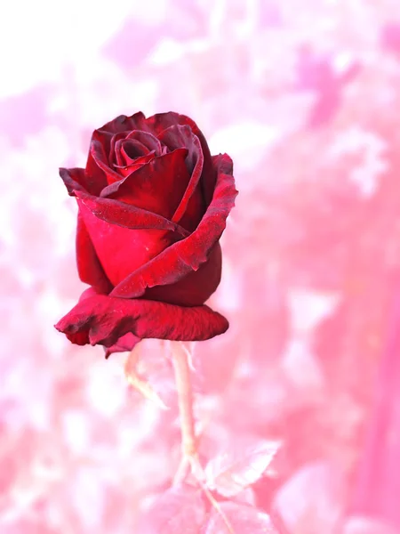 Rosas vermelhas com fundo rosa — Fotografia de Stock