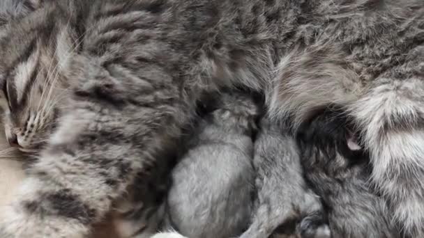 灰猫喂4只小猫 可爱的灰色小宠物新出生的小猫喝牛奶 — 图库视频影像