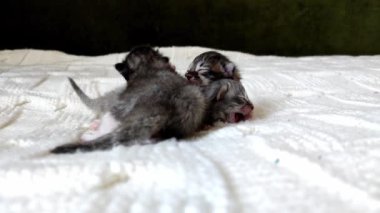 Üç küçük, kör kedi yavrusu, beyaz bir battaniyenin üzerinde uzanıp birbirlerine sarılıyorlar. Sevimli yavru kediler, annelerini arıyorlar. Yeni doğmuş kedi yavruları süt arayışında. Hafif arka planda sevimli hayvanlar.. 