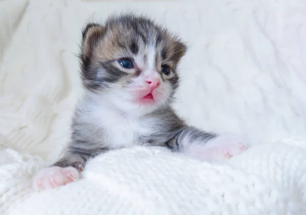 Üç renkli kedi yavrusu beyaz, örülmüş bir battaniyenin üzerinde yatıyor. Beyaz arka planda bir orman hayvanı. Çok tatlı bir hayvan bir nga ekose yatar..