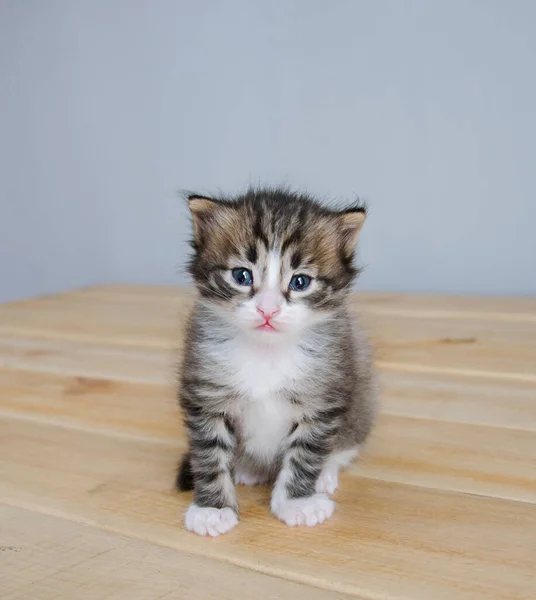 Şirin bir kedi yavrusu güvertede oturur.