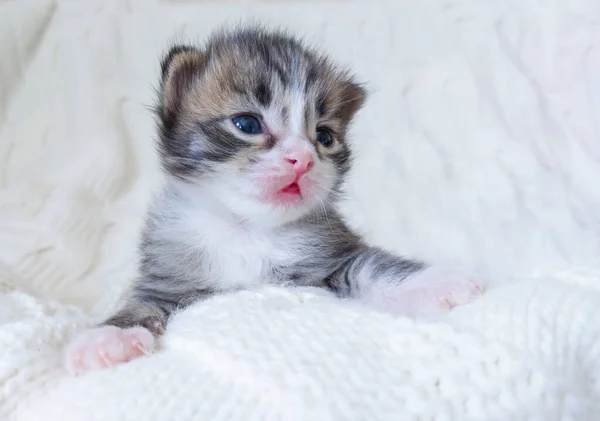 Beyaz bir battaniyenin üzerinde kedi yavrusu. — Stok fotoğraf