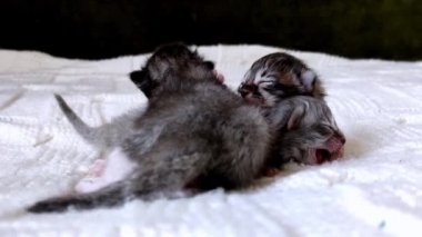 Beyaz bir battaniyede üç kör kedi yavrusu.