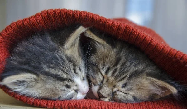 A couple of kittens sleep next to each other. — Stok fotoğraf