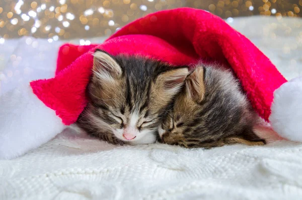 Birkaç evcil hayvan Noel şapkasının altında uyuyor. Noel ve Yeni Yıl için kedi yavruları.