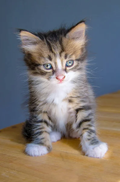 Şirin bir kedi yavrusu tahta bir yüzeyde oturur..