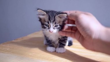 Bir adam kedi yavrusunu okşar..