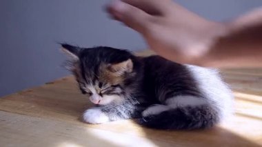 Bir adam kedi yavrusunu okşar..