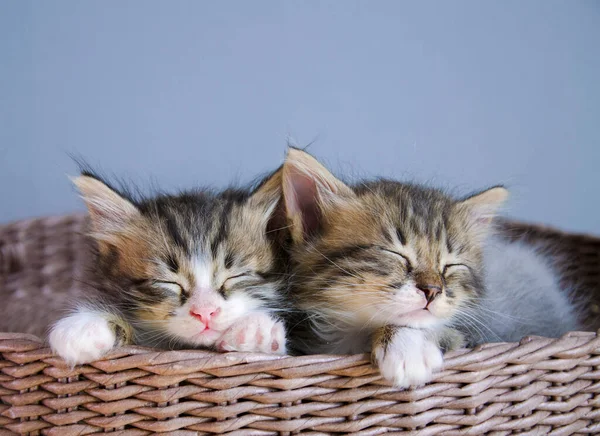 Hasır sepetin içinde uyuyan iki tatlı kedi. — Stok fotoğraf