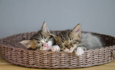 Hasır sepetin içinde uyuyan iki tatlı kedi.