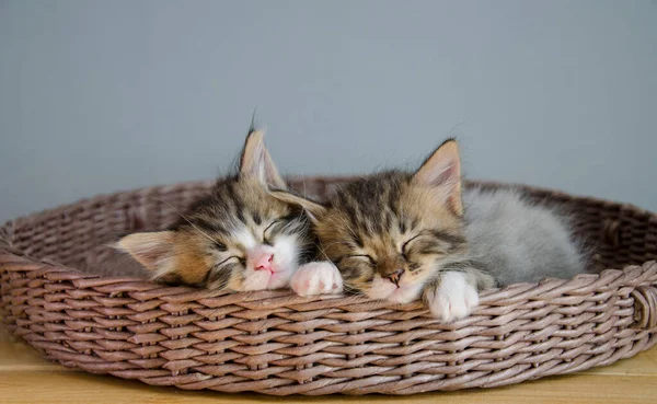 Hasır sepetin içinde uyuyan iki tatlı kedi. — Stok fotoğraf