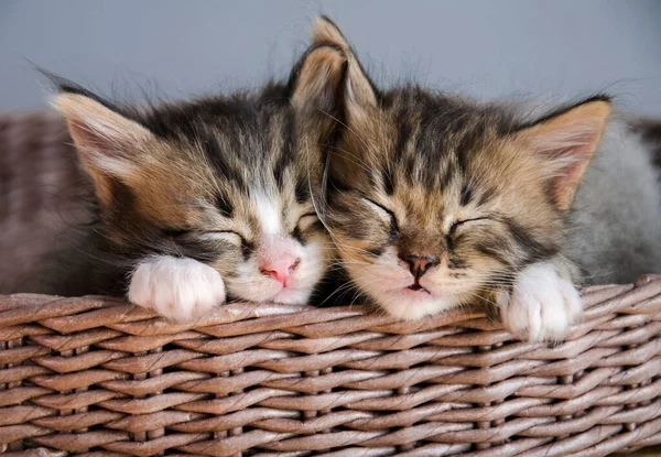 两只可爱的猫在柳条篮里睡着了 — 图库照片
