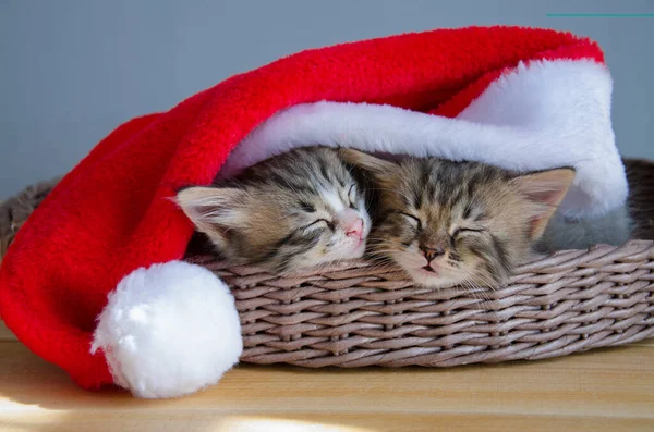 Birkaç evcil hayvan Noel şapkasının altında uyuyor. Noel ve Yeni Yıl için kedi yavruları.