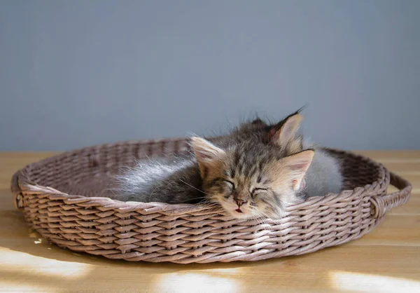 Hasır sepetin içinde uyuyan iki tatlı kedi. — Stok fotoğraf