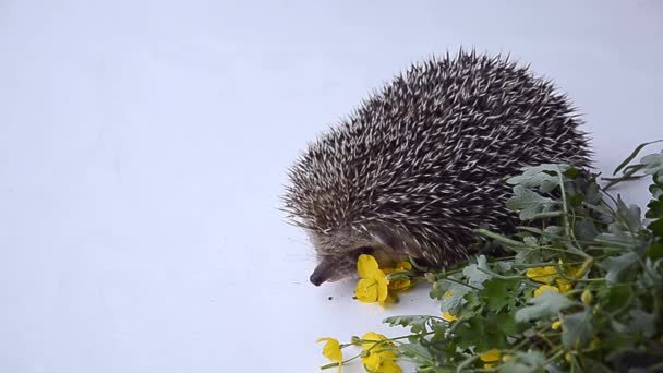 The hedgehog sniffs flowers against a light background. — Stock Video