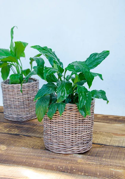 Planta verde em um fundo de madeira. — Fotografia de Stock