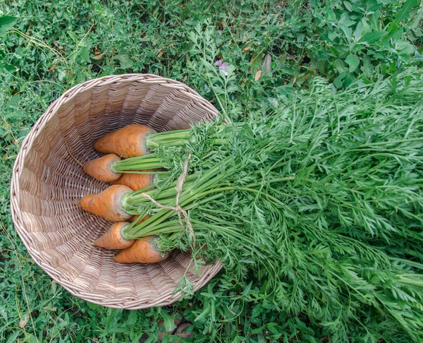 Wortel Dari Kebun Dikumpulkan Dalam Satu Kelompok Dan Dimasukkan Dalam — Stok Foto