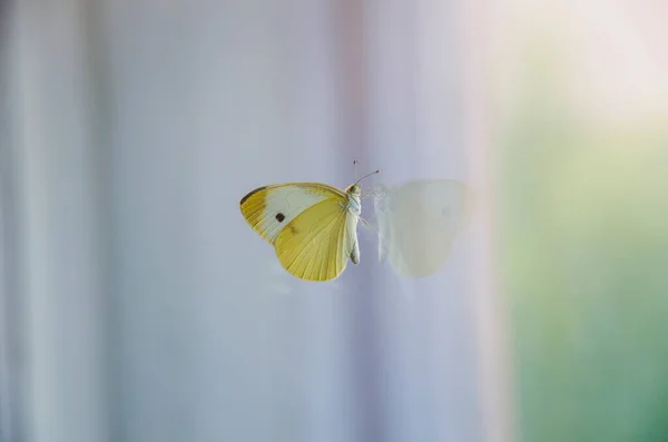 Motýl Vletěl Domu Posadil Okno Hmyz Uvízl Místnosti Chce Být — Stock fotografie