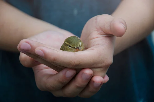 Foam Spring Sits Girl Arms Man Saved Bird Cat Little — Stock Photo, Image