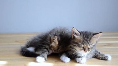 Kedi yavruları tahta zeminde yatar..