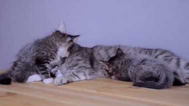 Kediler, kedilerin sütünü emer. Tahta bir yüzey üzerinde anne..