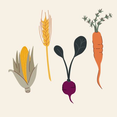 Sebze karalamaları: mısır koçanı, buğday sapı, pancar kökü ve havuç. Vektör illüstrasyonu, düz tasarım