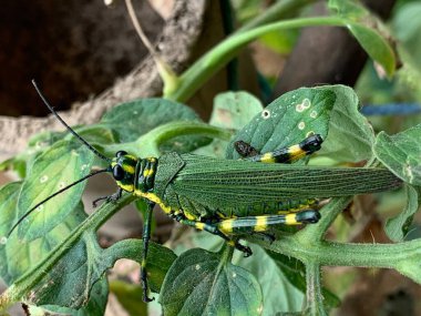 Güney Amerika 'da yaşayan kriketin makro tarzı görünümü.