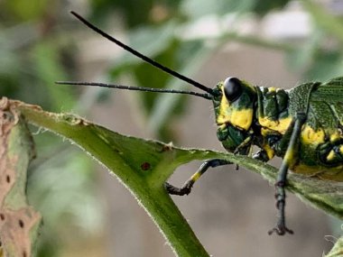 Güney Amerika 'da yaşayan kriketin makro tarzı görünümü.