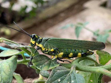 Güney Amerika 'da yaşayan kriketin makro tarzı görünümü.